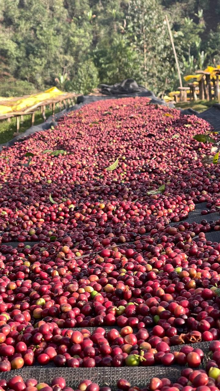Coffee cherries close-up