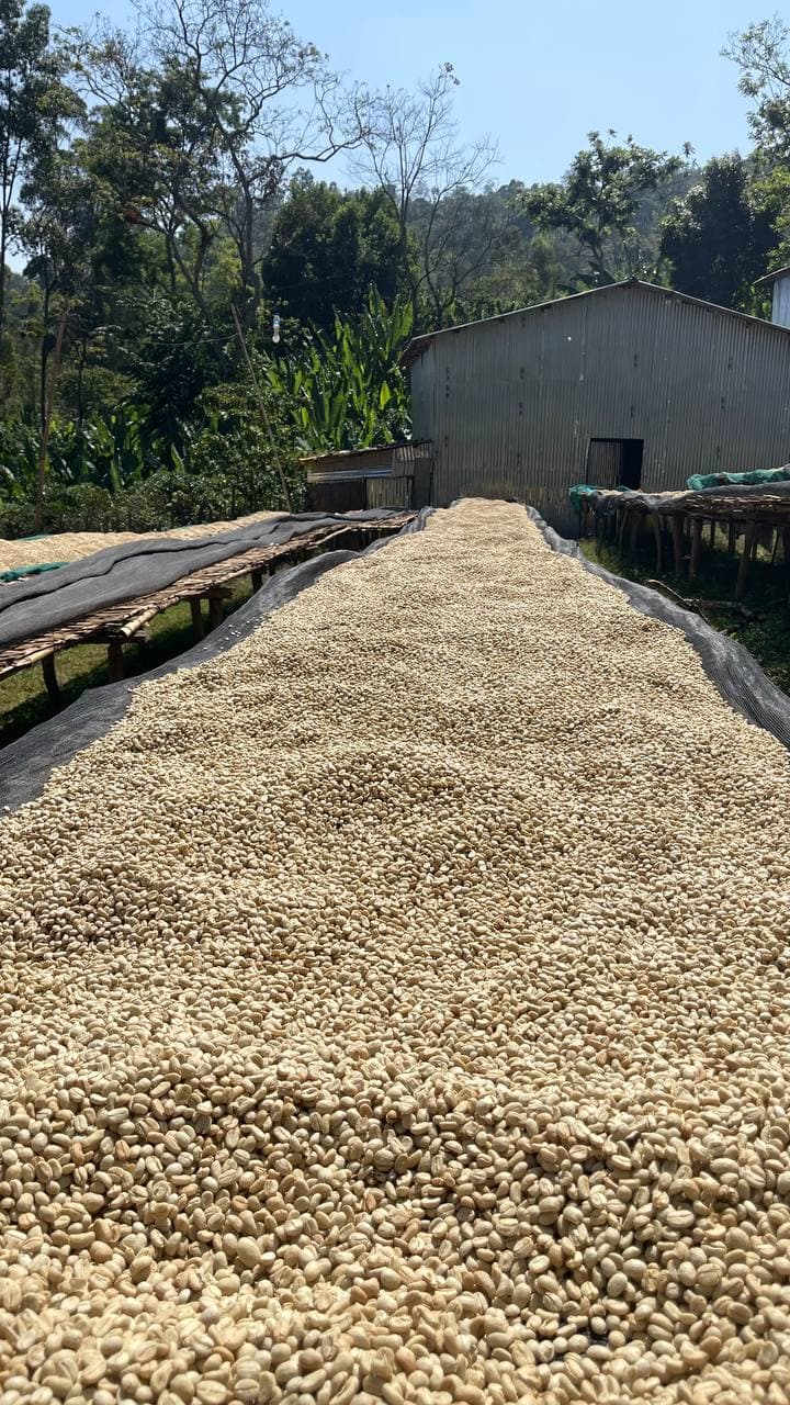 Drying beds panorama