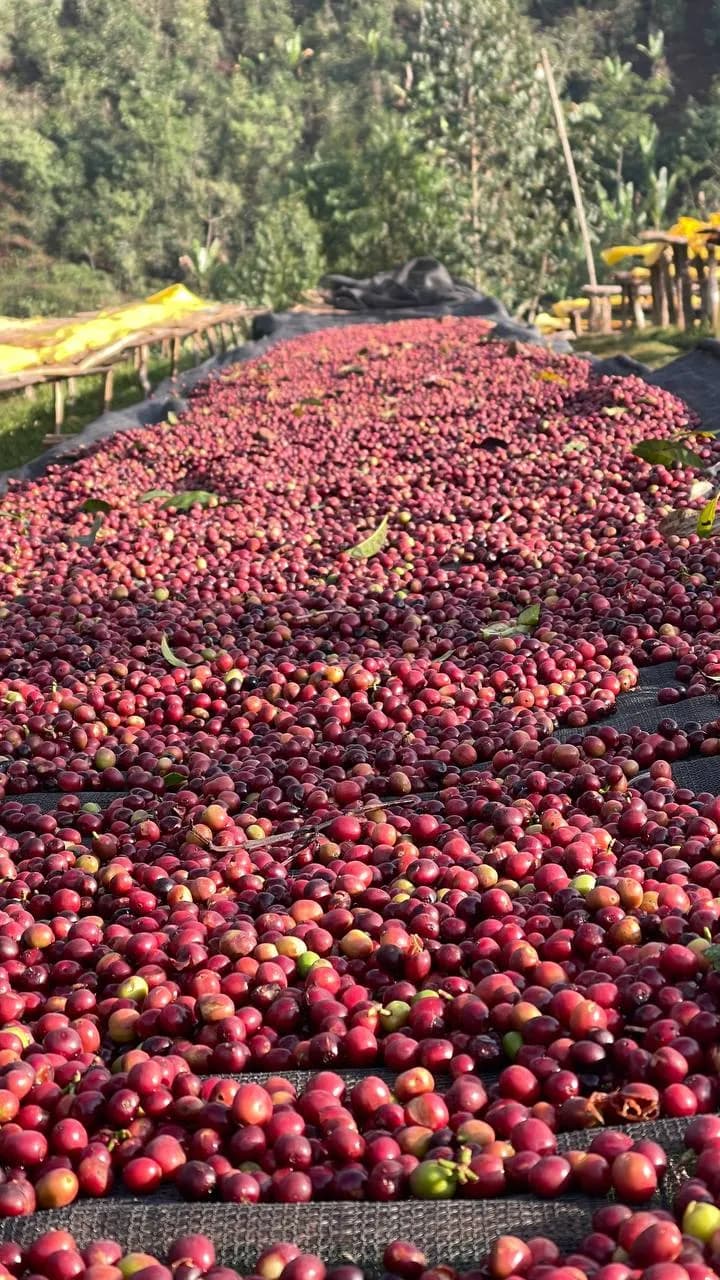 Coffee cherries close-up