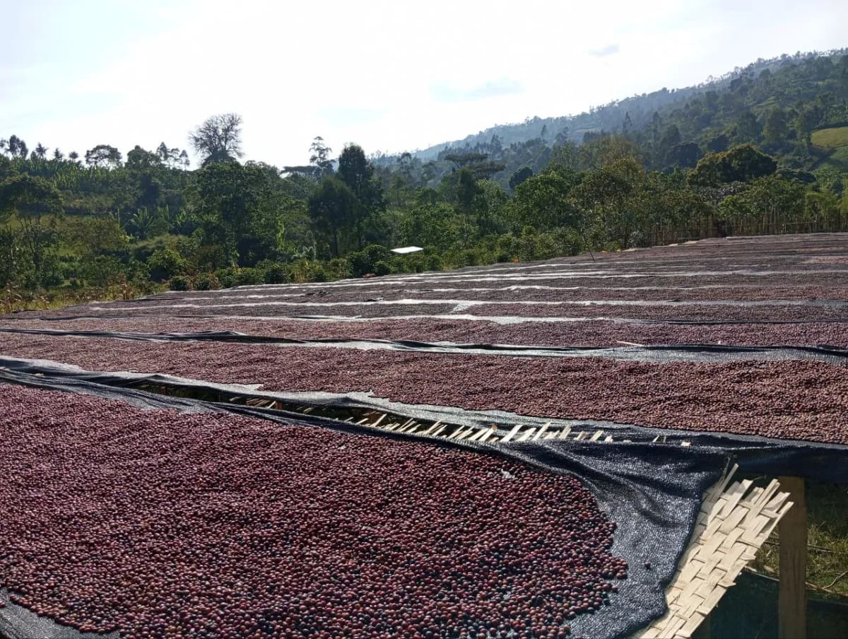 Cherries drying