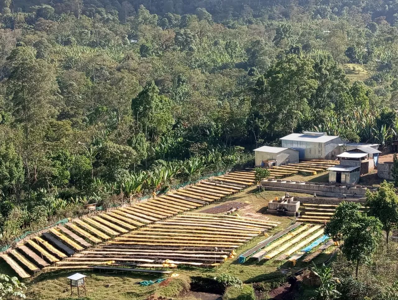 Ethiopian coffee landscape