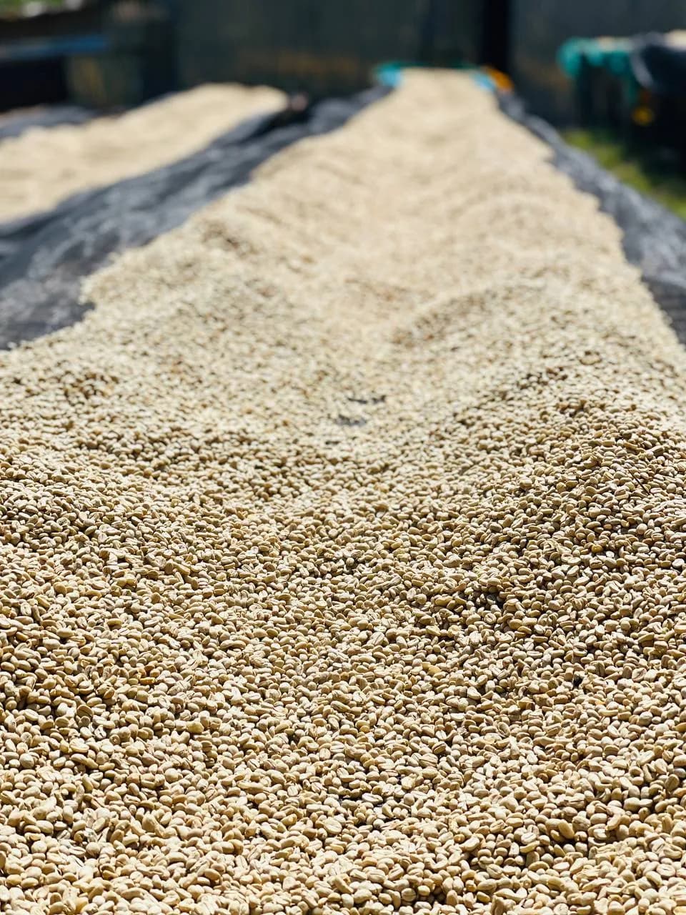 Dried parchment detail